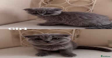Scottish Fold cats - Advert 4
