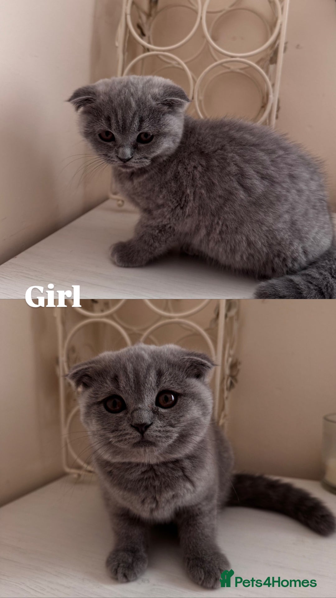 Scottish Fold cats for sale: Ready to GO Scottish fold kittens - Image 3