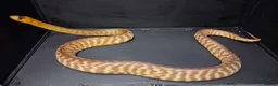 Python Snake reptiles for sale: Woma Python Female  - Advert 8