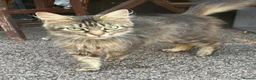 Mixed Breed cats for sale: Mixed breeds long and short haired domestic in Basildon - Advert 2