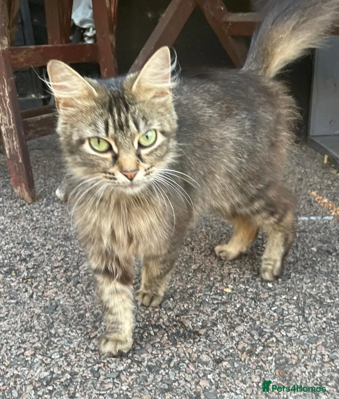 Mixed Breed cats for sale: Mixed breeds long and short haired domestic in Basildon - Advert 2
