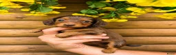 Miniature Dachshund dogs for sale: Long Hair Mini Choc & Tans - Advert 3