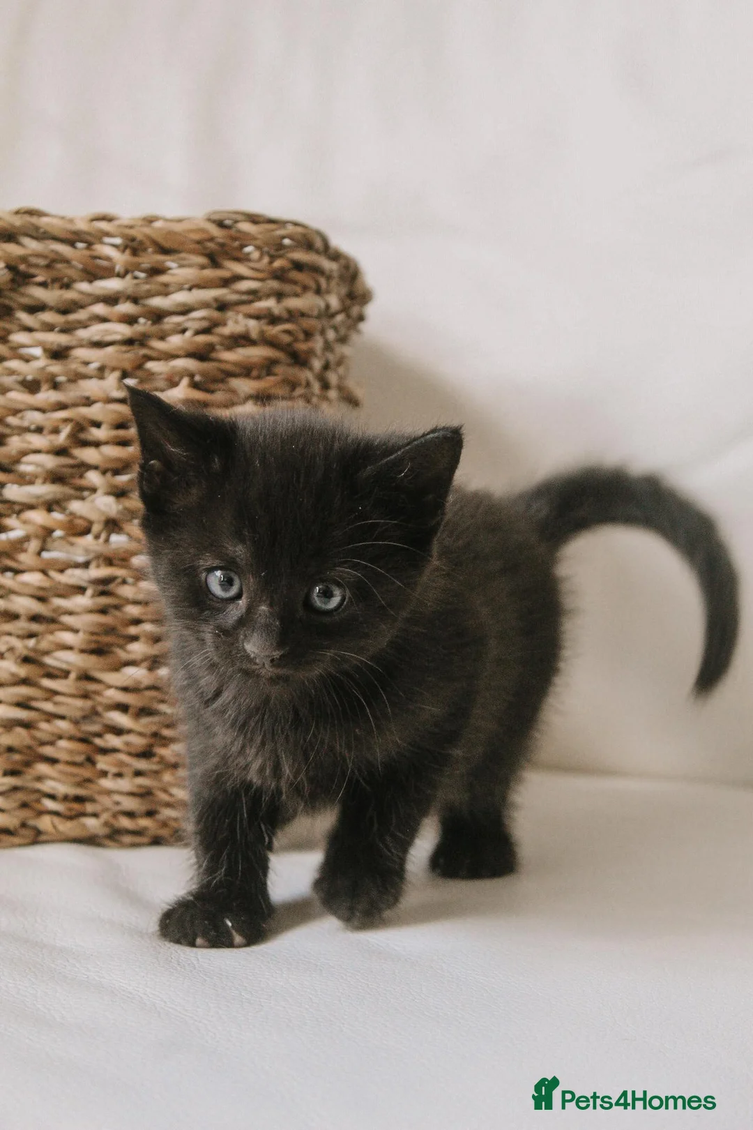 Mixed Breed cats for sale: Kittens for sale in Andover - Advert 2
