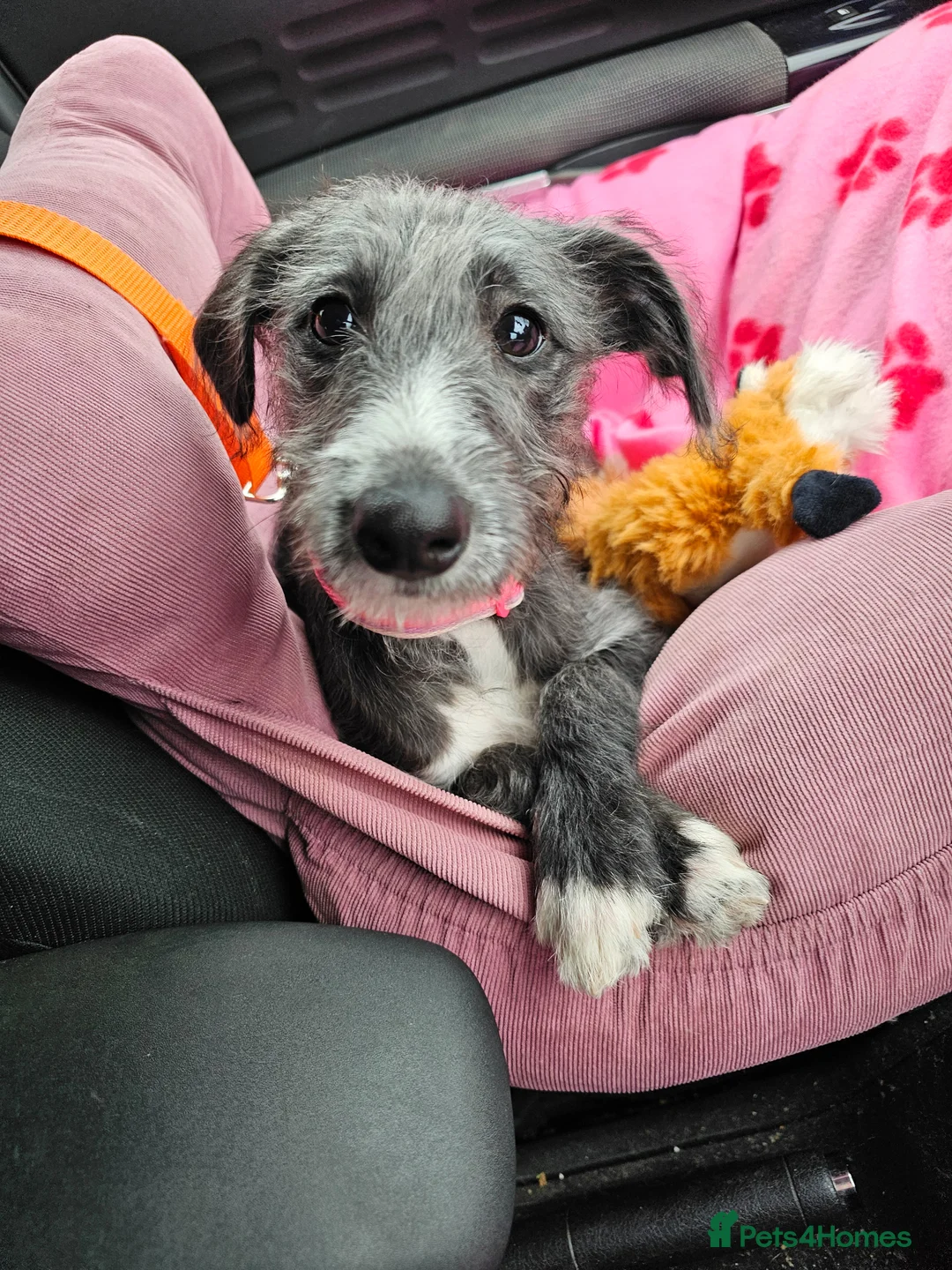 Mixed Breed dogs for sale: Bedlington x whippet  for sale - Advert 10