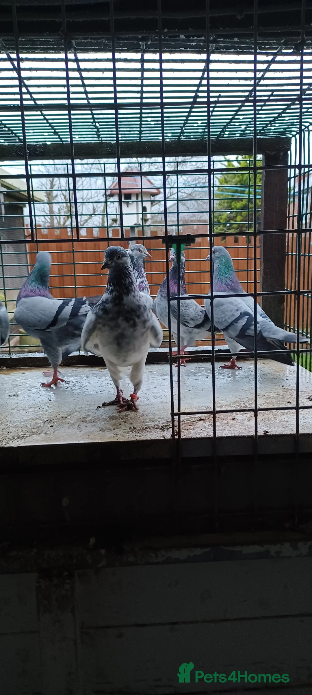 Pigeons birds for sale: 8 high flyers - Advert 5