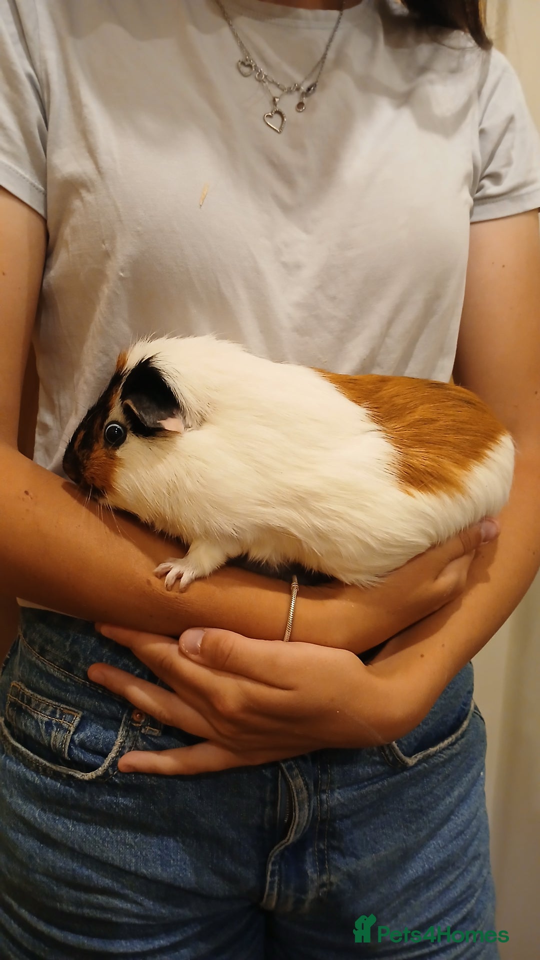 Guinea Pig rodents for sale: Male Guinea pig free to good home  - Image 3