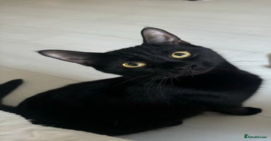 British Shorthair cats Socialable and loving lap cat looking for home :) - Advert 7