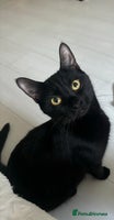 British Shorthair cats Socialable and loving lap cat looking for home :) - Advert 7