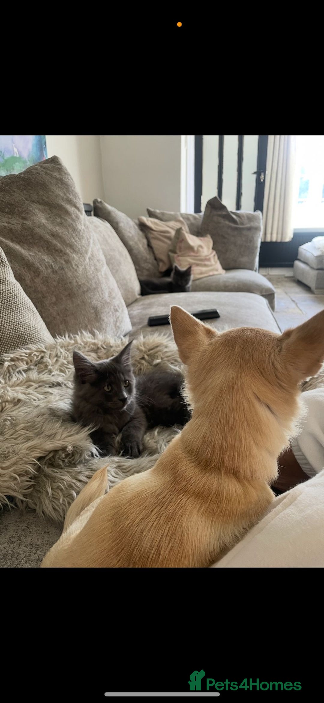 Maine Coon cats for sale: BlueSmoke Male Maine Coon🐾TICA Reg! ACTIVE!!  - Advert 25