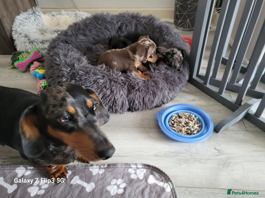 Chiweenie dogs for sale: Chiweenies for sale  - Advert 4