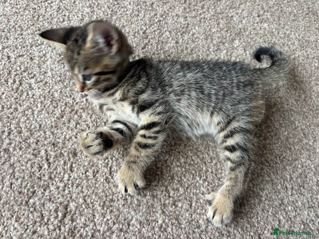 Bengal cats for sale: Beautiful Bengal Cross Kitten - Image 10