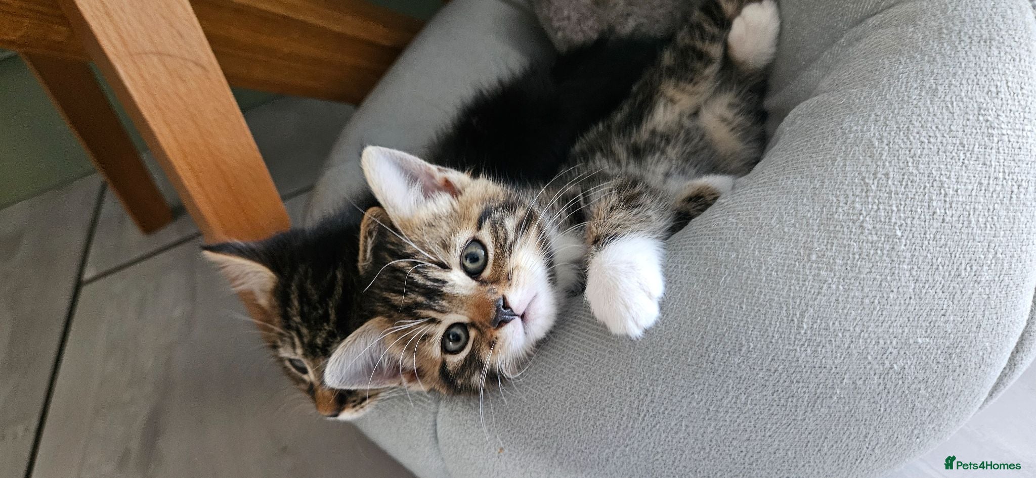 Mixed Breed cats Kittens looking for Loving Homes - Advert 7