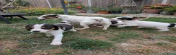 Jack Russell dogs for sale: Beautiful Jack Russell Puppies for sale 💙🐶🐾 - Advert 6
