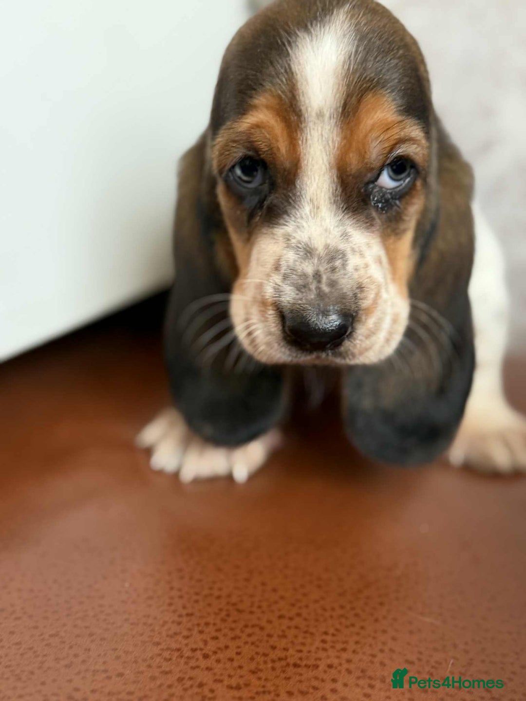 Basset Hound dogs for sale: Beautiful Basset Hound Boys - Image 2
