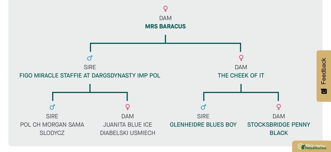 Staffordshire Bull Terrier dogs for sale: Champion Bloodline Staffy pups - Advert 6