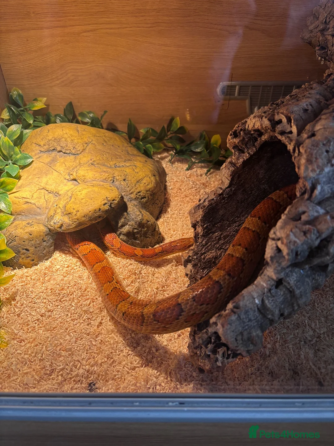 Corn Snake reptiles for sale: Carolina corn snake  - Advert 2