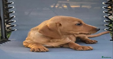Labrador Retriever dogs - Advert 14