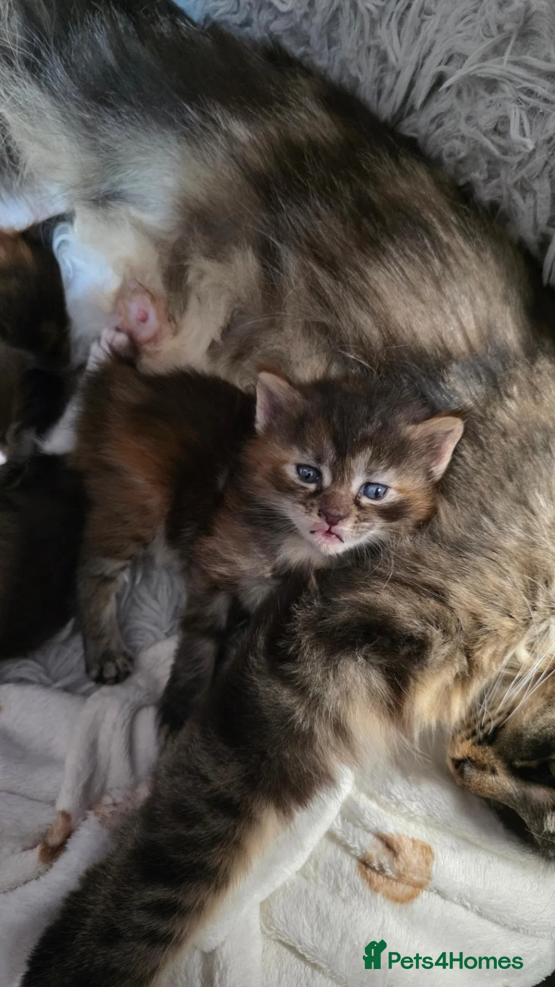 Maine Coon cats for sale: Beautiful Maine Coon Kittens for Sale – Ready Now! - Advert 2