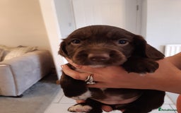 Cocker Spaniel dogs for sale: Kc reg cocker spaniels ready 17th Aug - Image 37