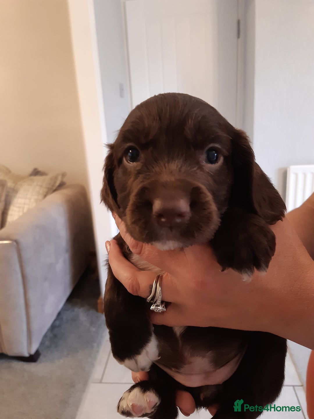 Cocker Spaniel dogs for sale: Kc reg cocker spaniels ready 17th Aug - Image 37