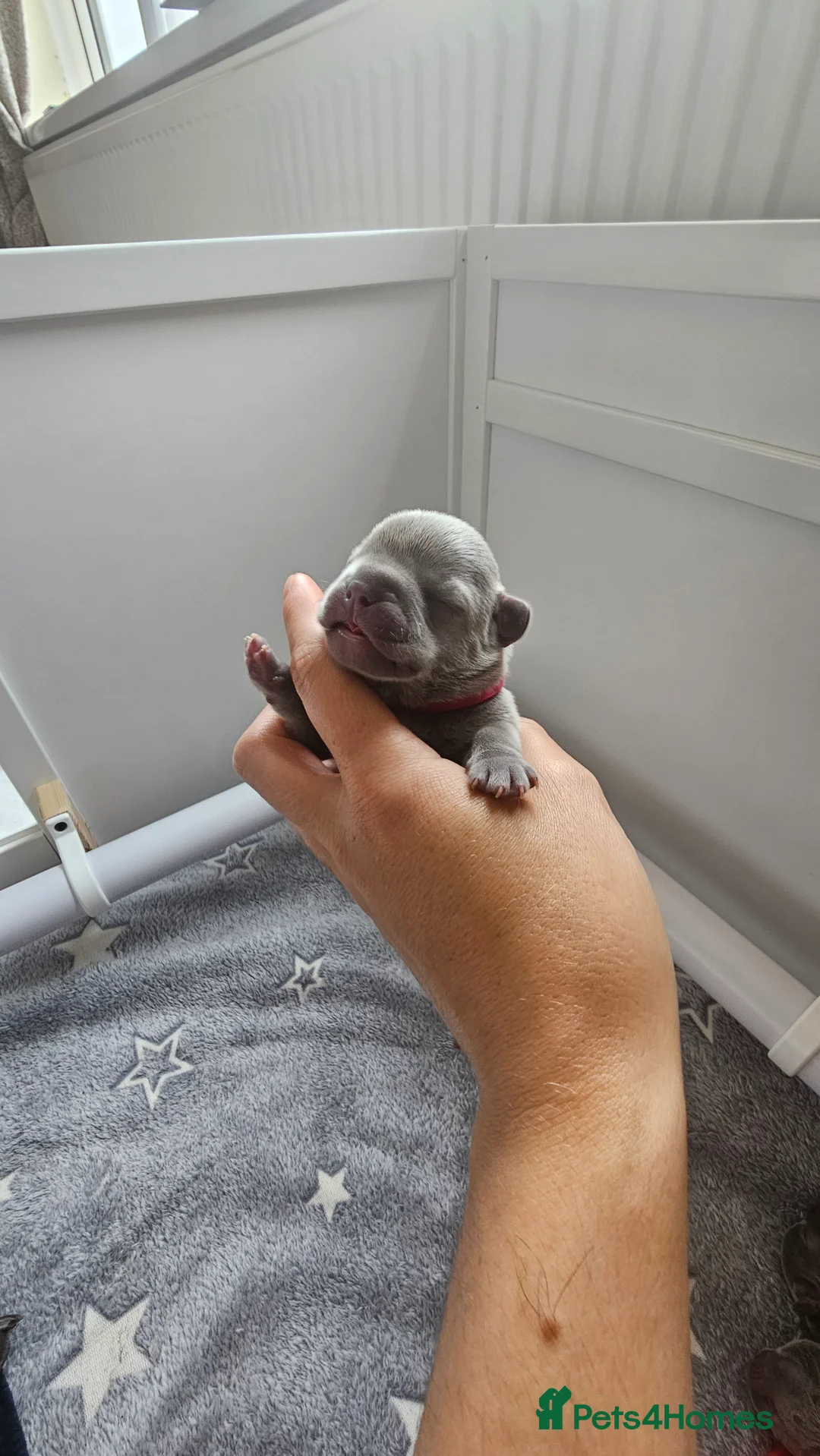 French Bulldog dogs for sale: Pati’s Prestige Pups — Bonnie’s Special Litter in Egremont - Advert 2
