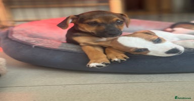 Jack Russell dogs - Advert 8