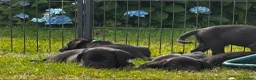 Labrador Retriever dogs for sale: KC Reg Puppies, FTCH Bred with versatility in mind - Advert 18