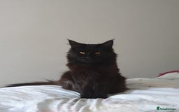 Maine Coon cats for sale: Maincoon x ragdoll  - Image 22