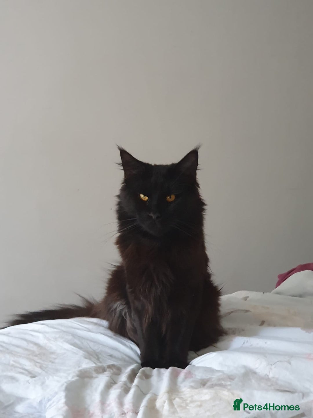 Maine Coon cats for sale: Maincoon x ragdoll  - Image 22