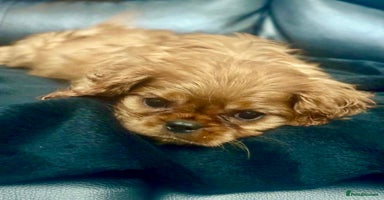 Cavalier King Charles Spaniel dogs - Advert 13