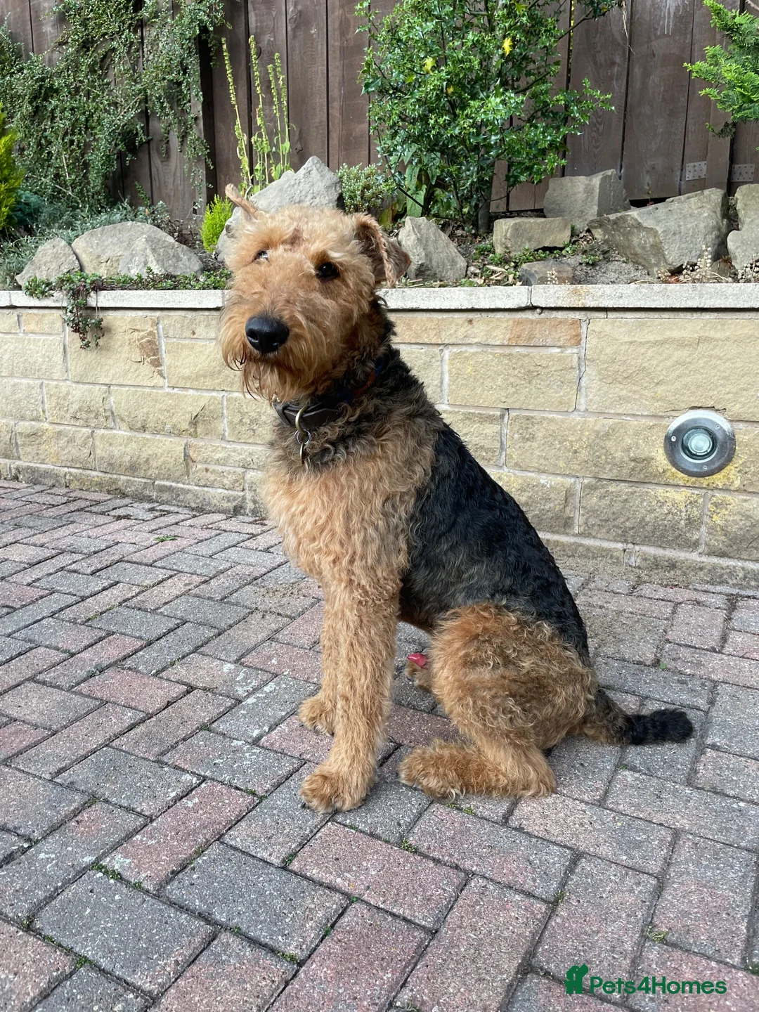 Airedale Terrier dogs for stud: Airedale Terrier Stud Dog – Health Tested - Advert 2