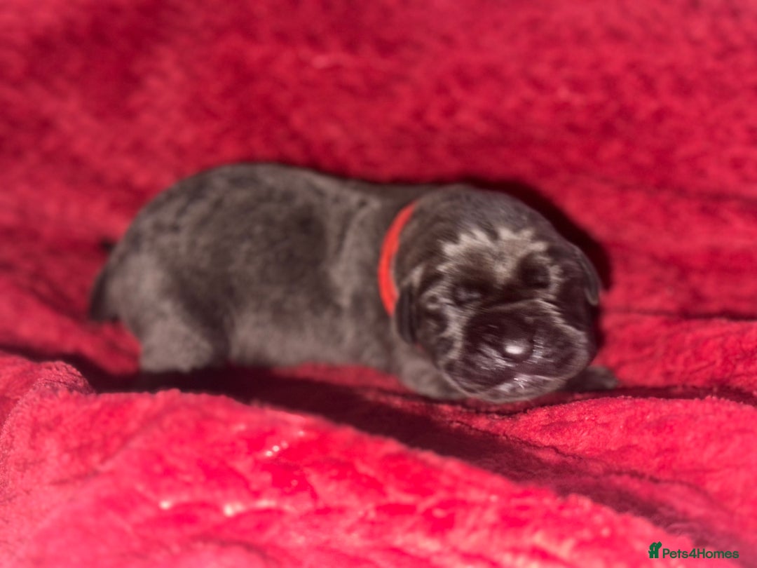 Cane Corso dogs for sale: Purebred Cane Corso  - Advert 16