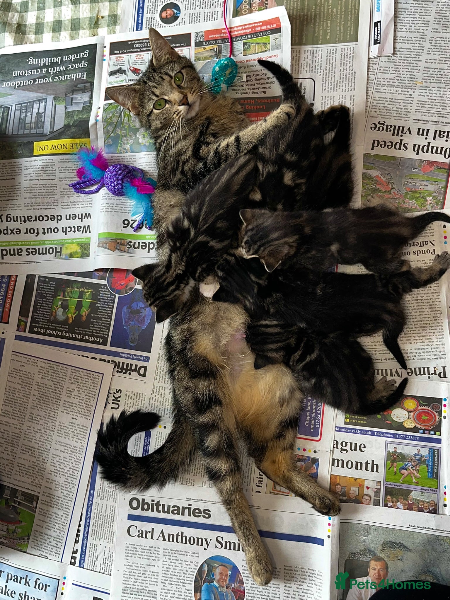 Mixed Breed cats for sale: Beautiful Tabby kittens for sale  - Advert 16