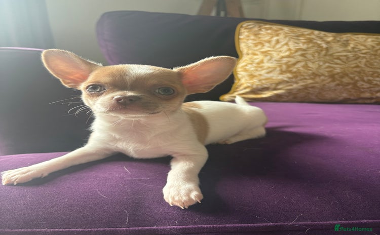 Chihuahua dogs - Advert 1