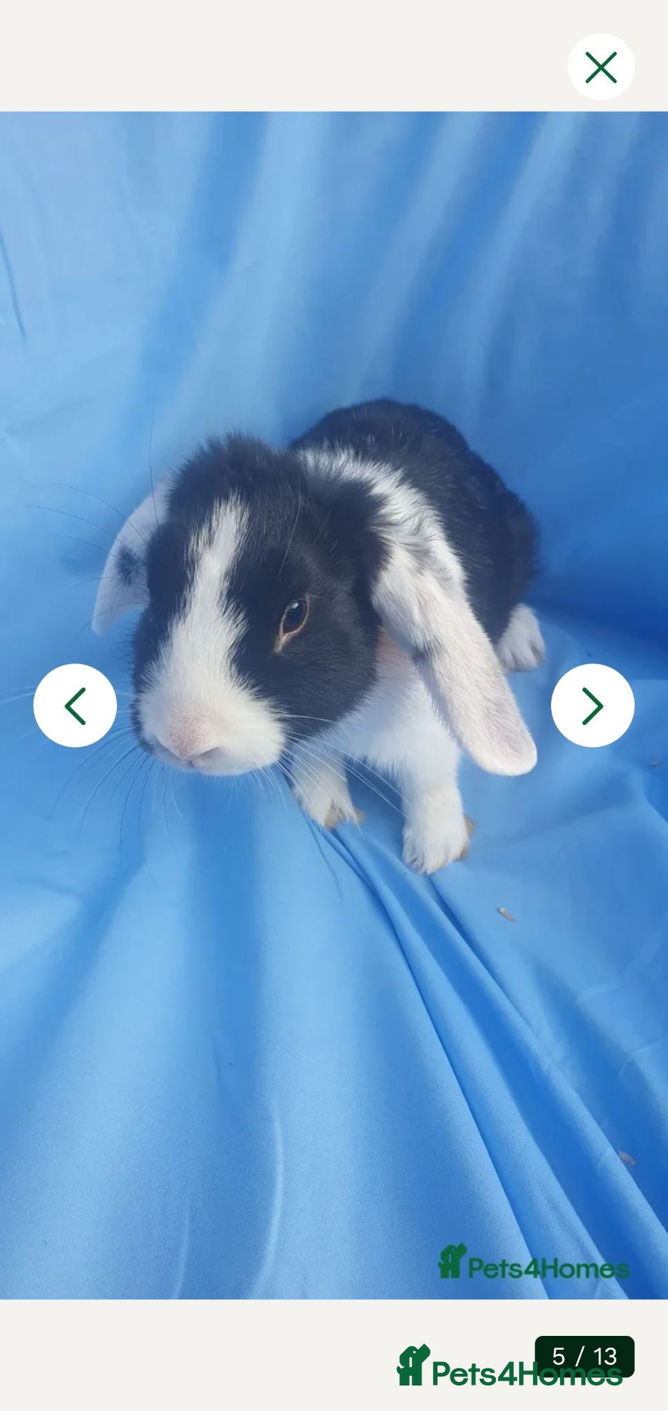 Mini Lop rabbits Baby rabbits  - Advert 9