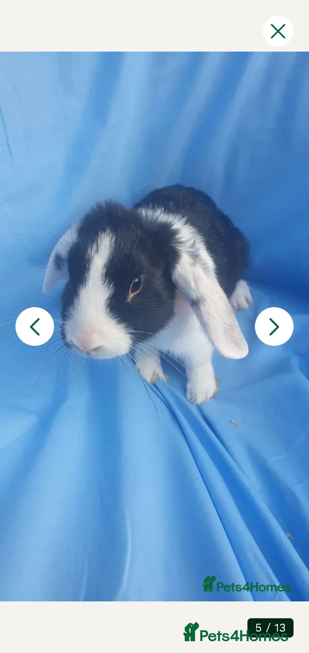 Mini Lop rabbits for sale: Baby rabbits  - Advert 2
