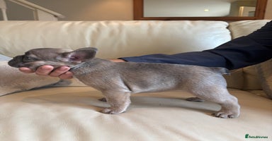 French Bulldog dogs - Advert 2