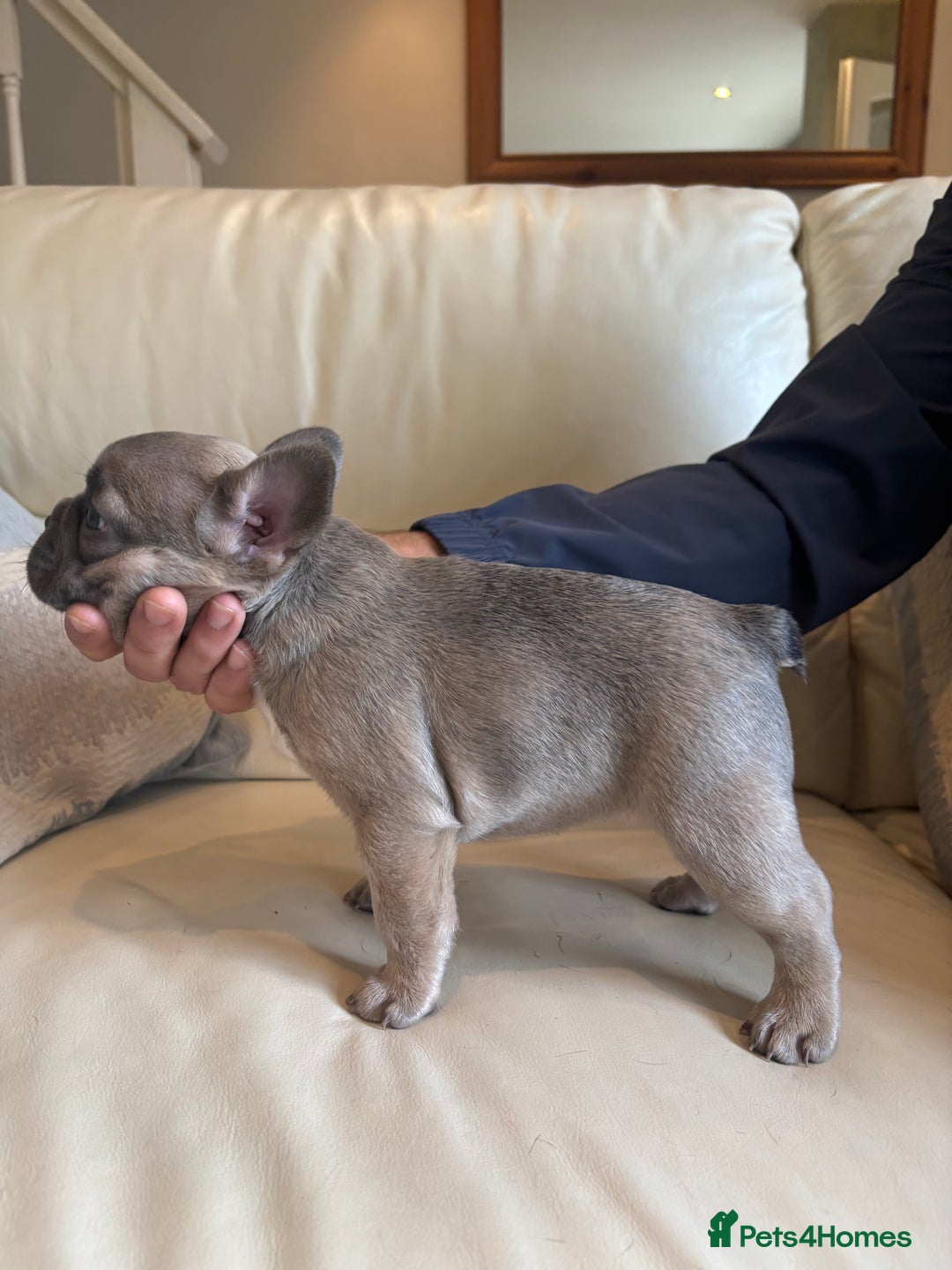 French Bulldog dogs for sale: Beautiful Frenchbulldog puppies 🇫🇷  - Image 2