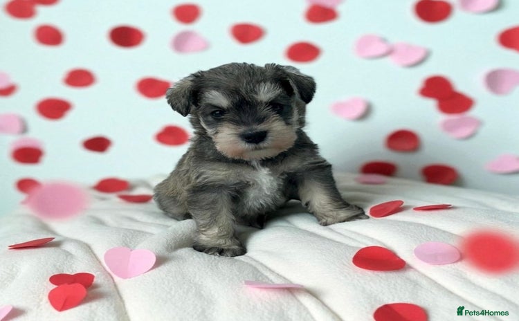 Miniature Schnauzer dogs - Advert 6