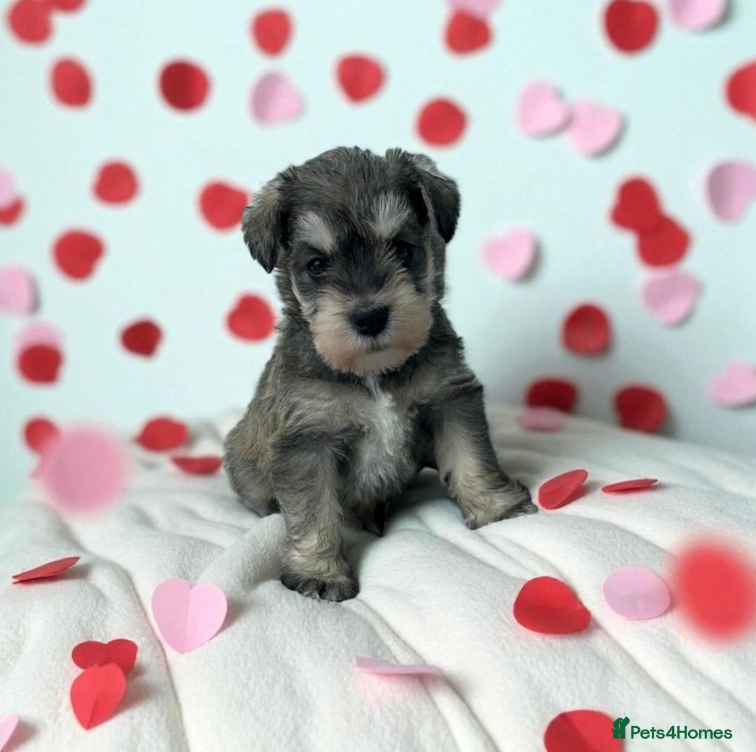 Miniature Schnauzer Puppies for sale in Oxford, Oxfordshire