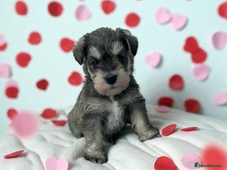 Miniature Schnauzer dogs - Advert 4