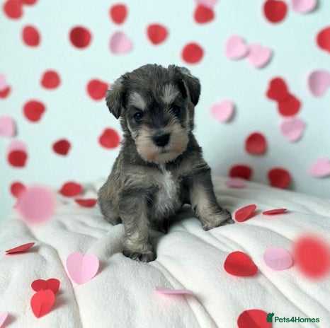 Miniature Schnauzer dogs - Advert 3