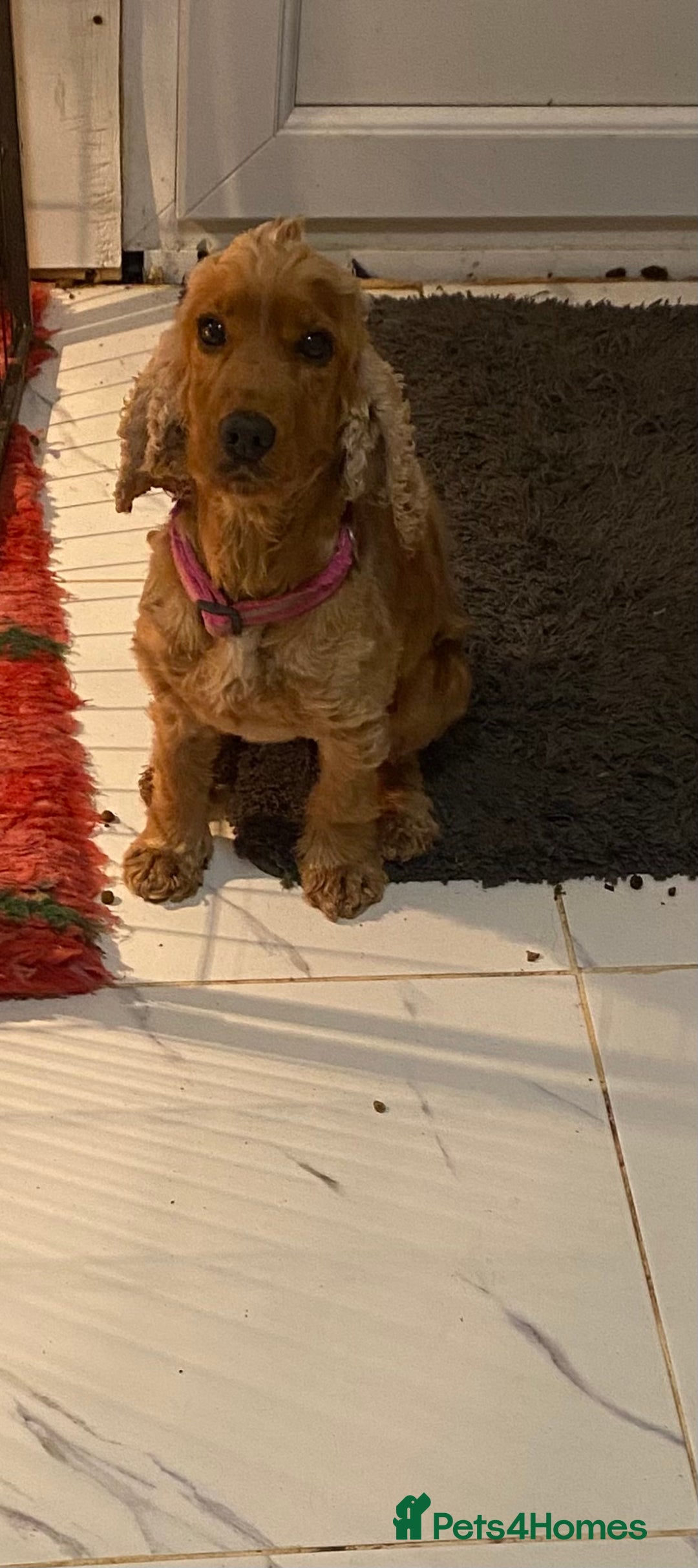 Cocker Spaniel dogs for sale: Fox red cocker spaniel girl  - Advert 7