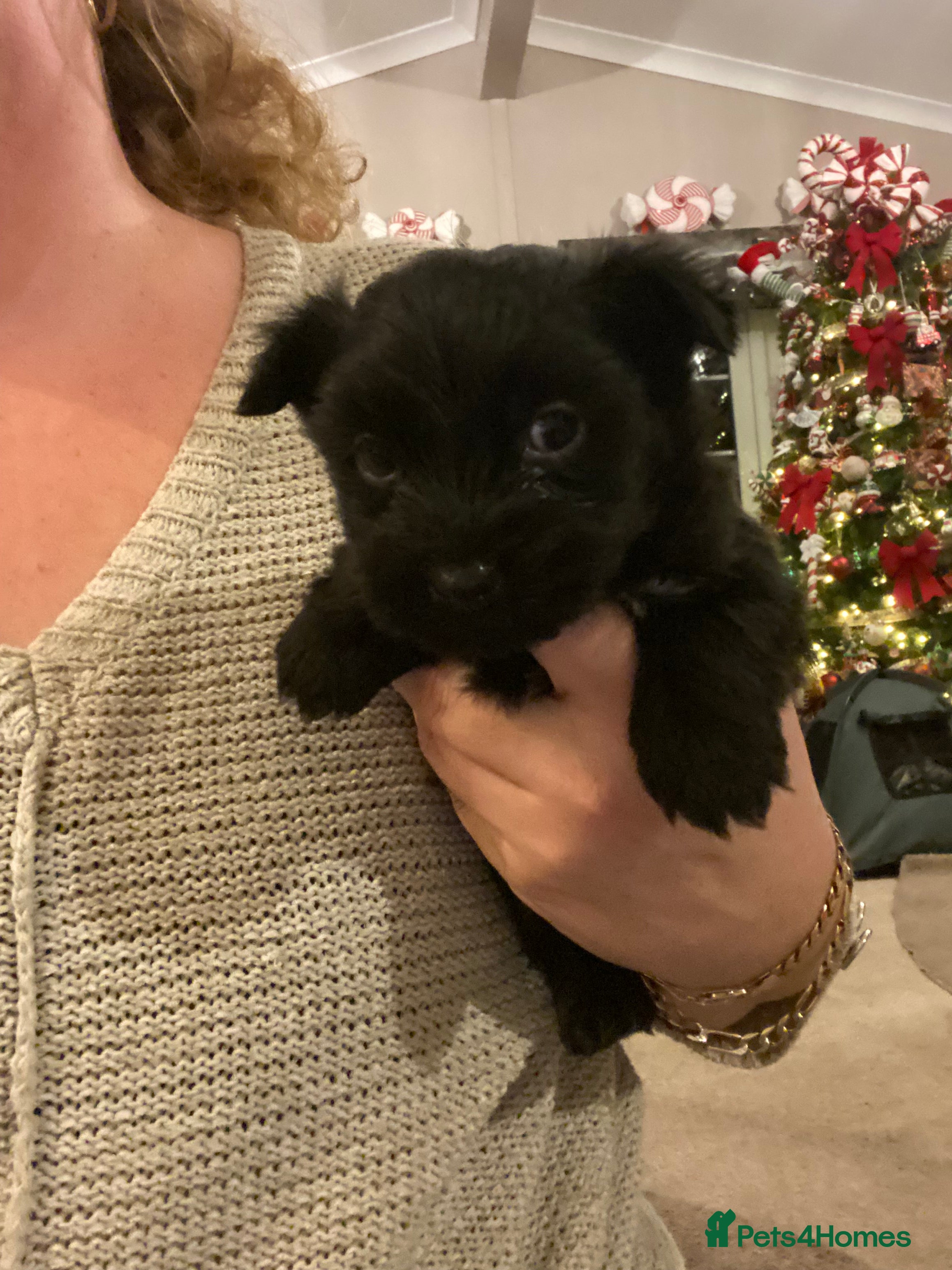 Jack Russell dogs Beautiful little jack Russel terrier x - Advert 1