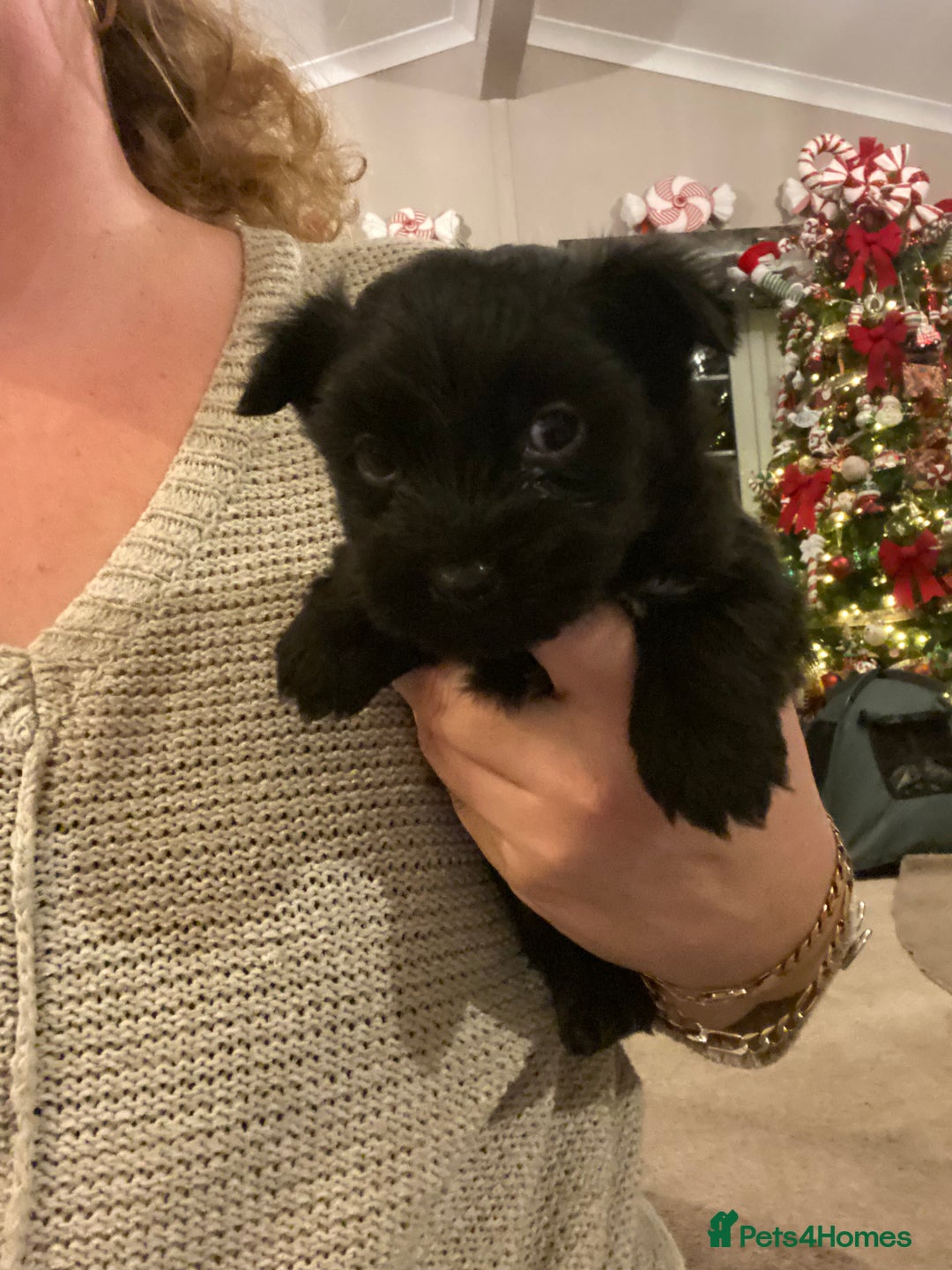 Jack Russell dogs for sale: Beautiful little jack Russel terrier x - Advert 1