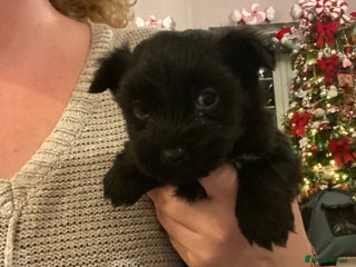 Jack Russell dogs Beautiful little jack Russel terrier x - Advert 6