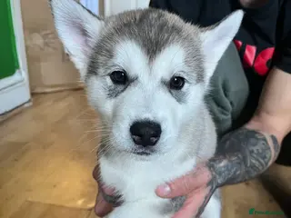 Utonagan dogs Alaskan Malamute PuppiesMicrochipped 2 Left! - Advert 15