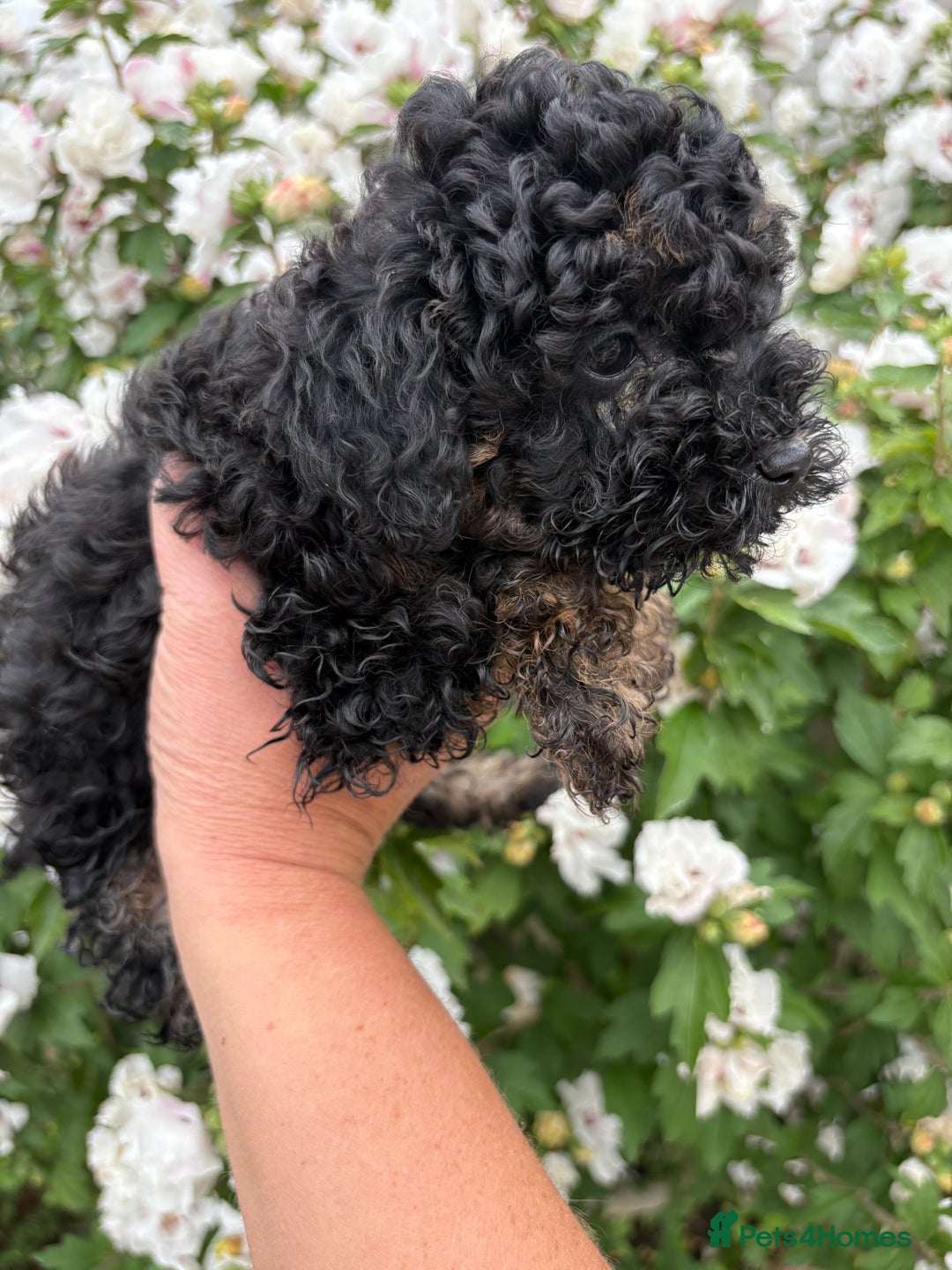 Toy Poodle dogs for sale: Toy poodle  - Image 9