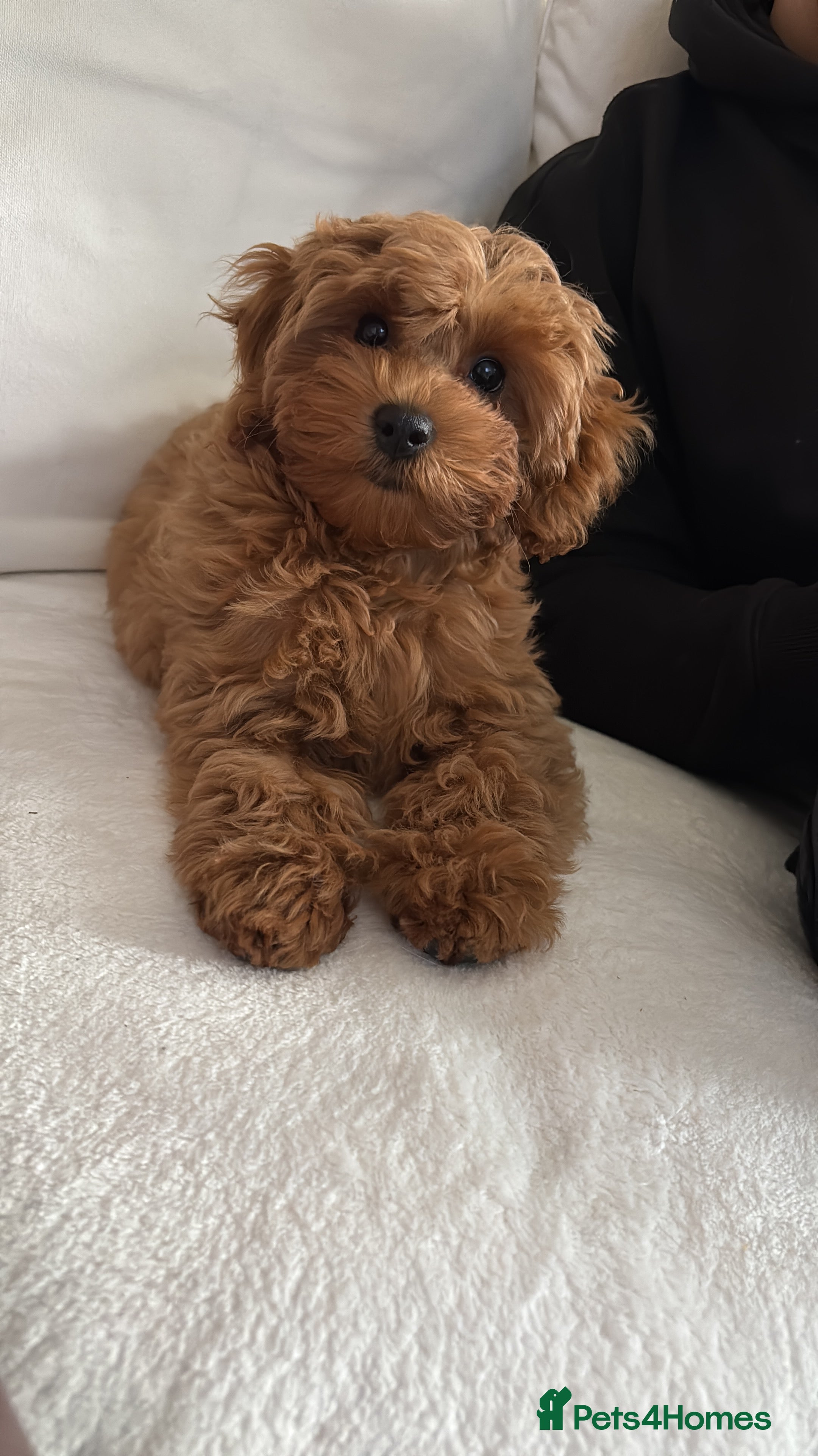Cavapoo dogs Cavapoo girl looking for her forever home  - Advert 1