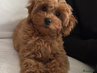 Cavapoo dogs Cavapoo girl looking for her forever home - Advert 12